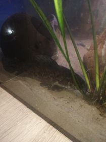 Sprzedam bądź zamienia na inne rybki