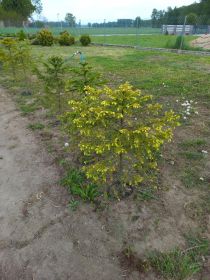 Rośliny
