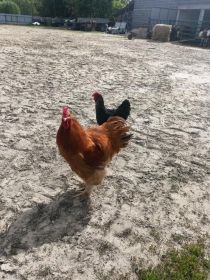 Sprzedam kochiny olbrzymy