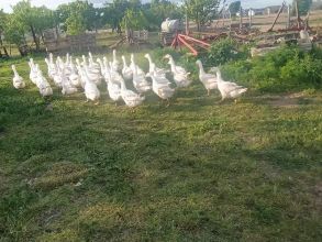 Gęsi gęś gąski gąska gęsiory biała kołudzka 12...