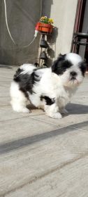 Pieski Shih tzu odrobaczone i zaszczepione