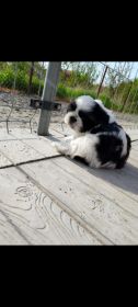 Pieski Shih tzu odrobaczone i zaszczepione