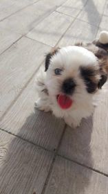 Pieski Shih tzu odrobaczone i zaszczepione