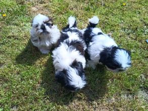 Pieski Shih tzu odrobaczone i zaszczepione