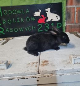 Samiczki