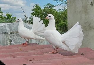 Pawiki