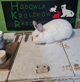 Kalifornijski czarny
