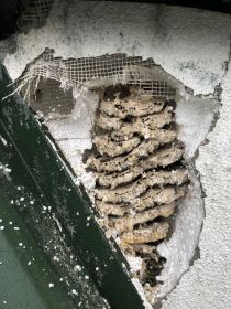 Usuwanie gniazd os i szerszeni / Odkomarzanie / Turek i...