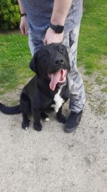 Oddam suczke po Labradorze