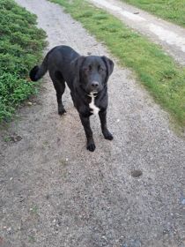 Oddam suczke po Labradorze