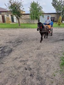 Sprzedam konika kuca