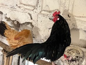 Koguty ozdobne miniaturki