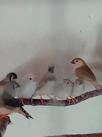 Sprzedam papugi faliste i zeberki