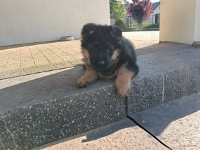 Owczarki niemieckie