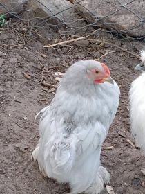Sprzedam lub zamienię