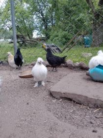 Sprzedam lub zamienię
