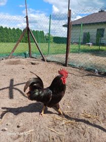 Sprzedam koguta Australorp