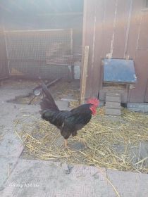 Sprzedam koguta Australorp