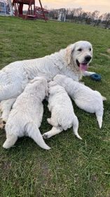 Golden retriever