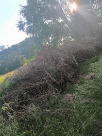 Oddam duża ilość galezi