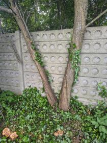 Oddam drzewo liściaste owocowe większą ilość