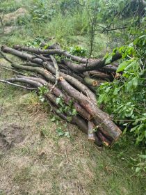 Oddam drzewo liściaste owocowe większą ilość