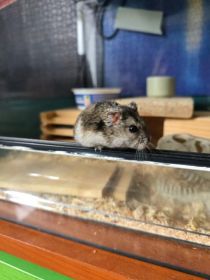 Chomik