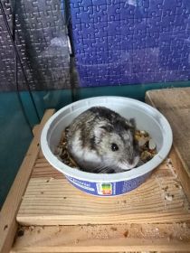 Chomik
