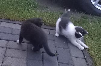 Kotki gotowe na nowy dom