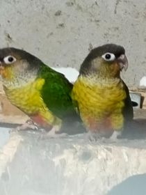 Papugi