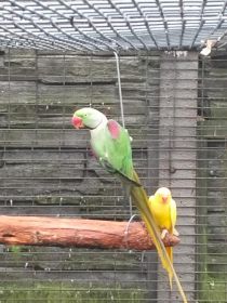 Papugi