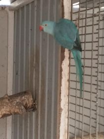 Papugi