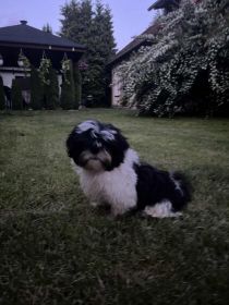 Shih tzu