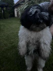Shih tzu