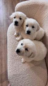 Suczka golden retriever