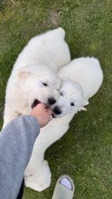 Suczka golden retriever