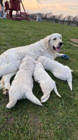 Suczka golden retriever