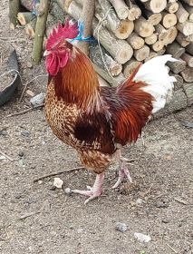 Sprzedam koguta