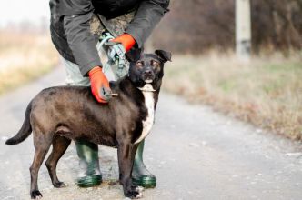 Czester – młody, przyjazny pies szuka domu!