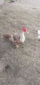 Sprzedam kaczora francuzkiego