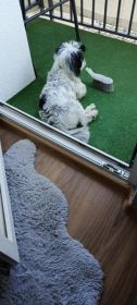 Oddam Suczke shihtzu