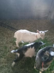 Sprzedam kozy i koziołka