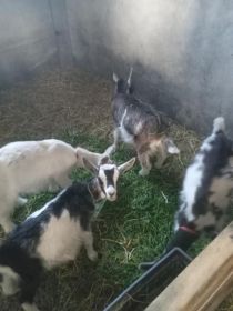Sprzedam kozy i koziołka