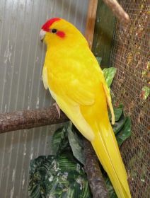Kupię