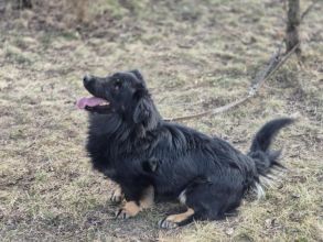Kajtuś - fantastyczny, inteligentny przegubowiec szuka...