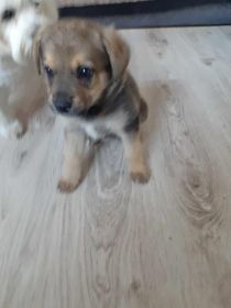 Oddam pieska tylko w dobre rece .