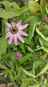 Passiflora
