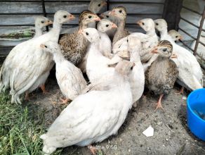 Perliczki
