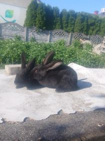 Króliki