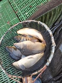 karp żywy